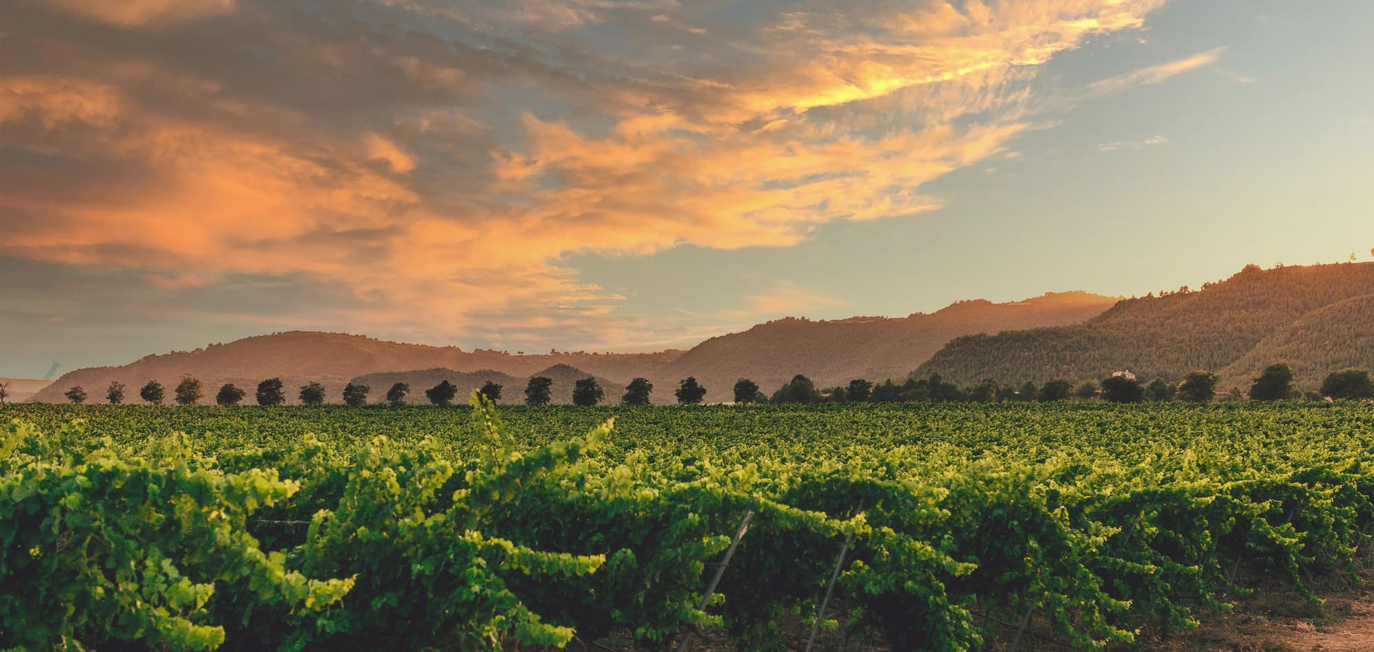 Viñedo de las bodegas Ramon Roqueta en DO Bages, Cataluña al atardecer.