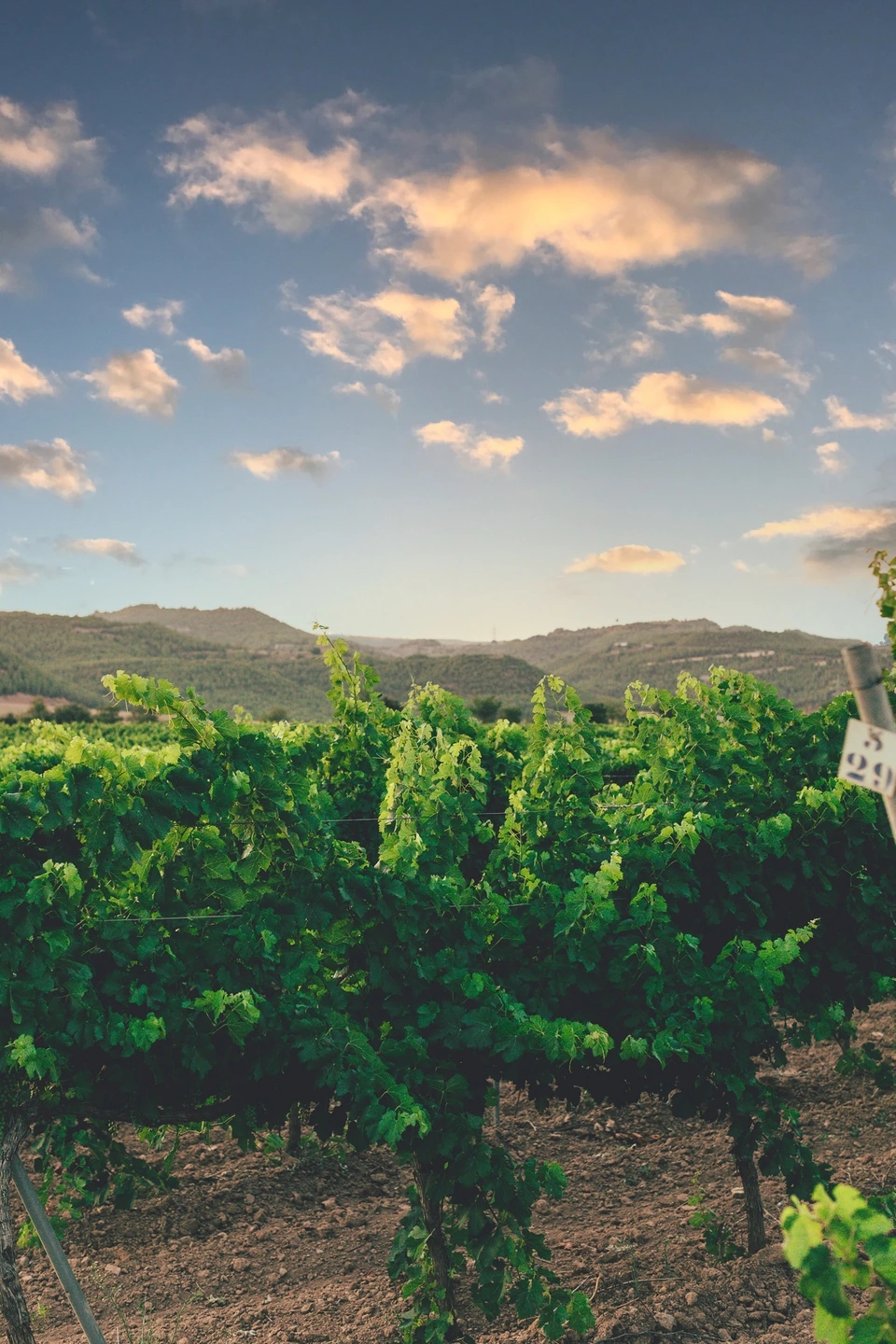 viñedo de las bodegas Ramon Roqueta en DO Bages, Cataluña al atardecer.