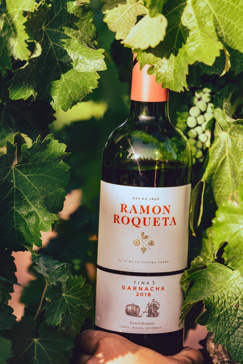 Botella de vino de Ramon Roqueta en el viñedo de las bodegas Ramon Roqueta en DO Bages, Cataluña al atardecer.