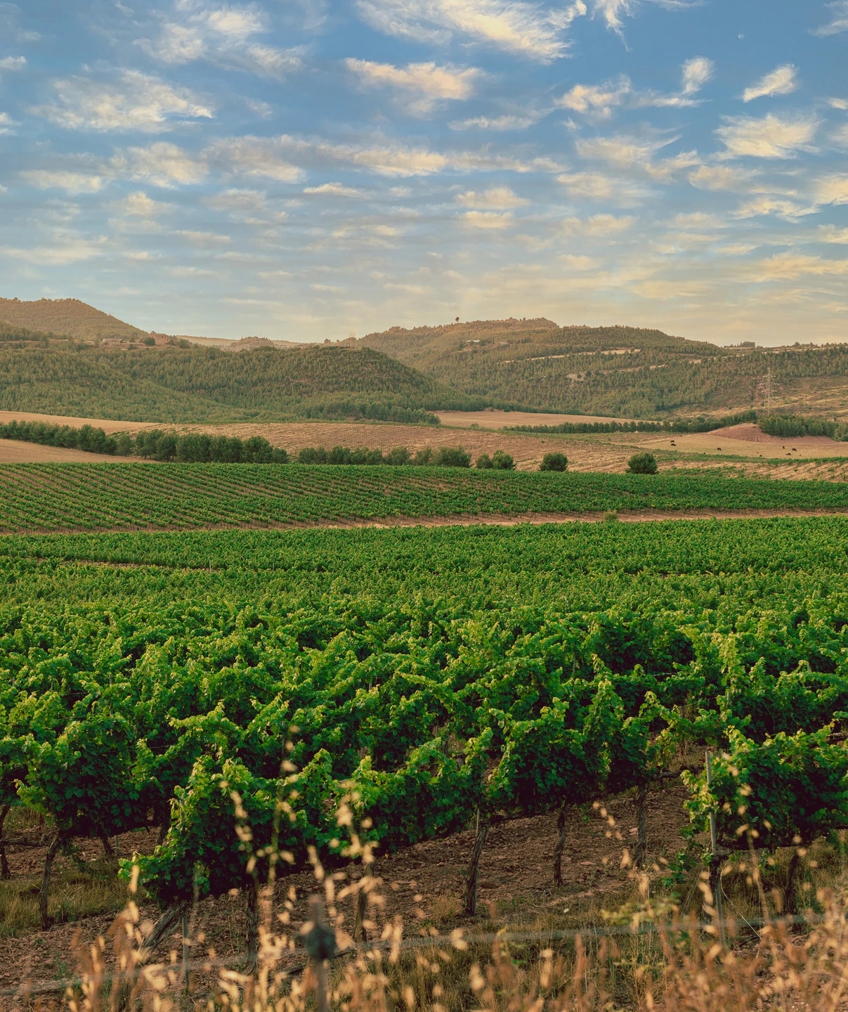 campo en el viñedo de las bodegas Ramon Roqueta en DO Bages, Cataluña al atardecer.