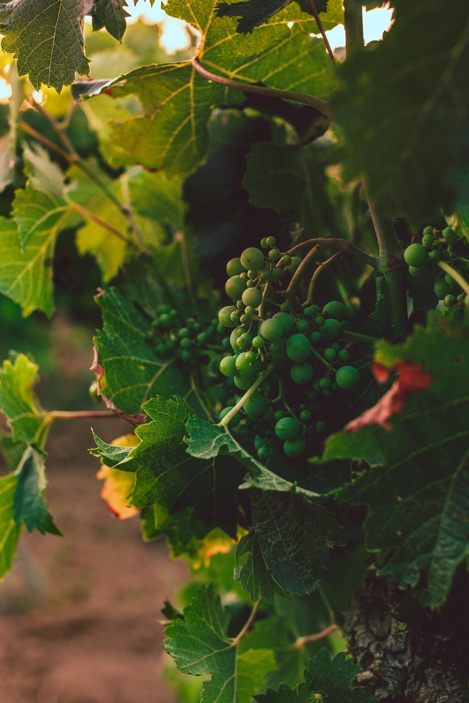 Racimo de uva en el viñedo de las bodegas Ramon Roqueta en DO Bages, Cataluña al atardecer.