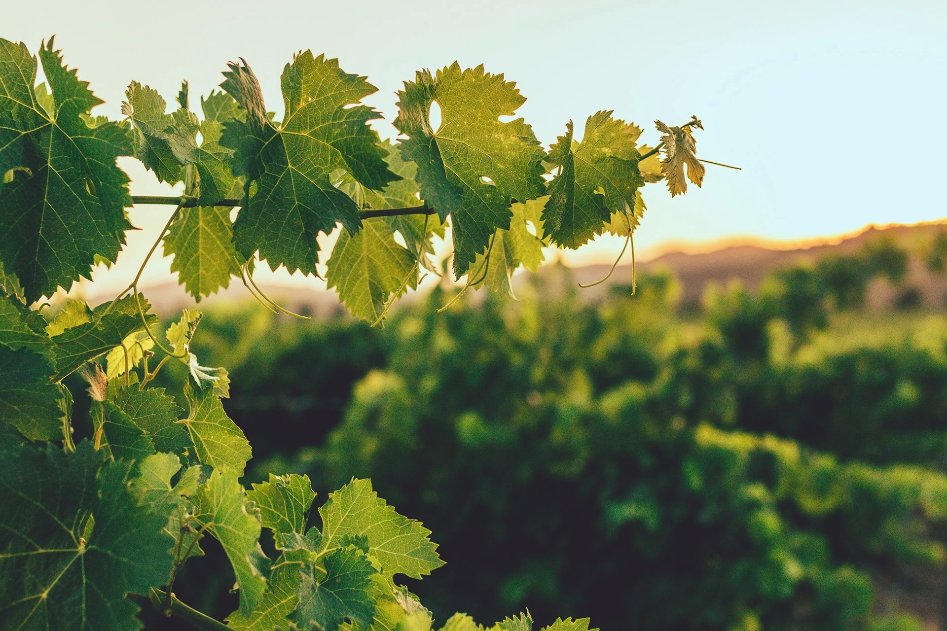 Hoja de parra en el viñedo de las bodegas Ramon Roqueta en DO Bages, Cataluña al atardecer.