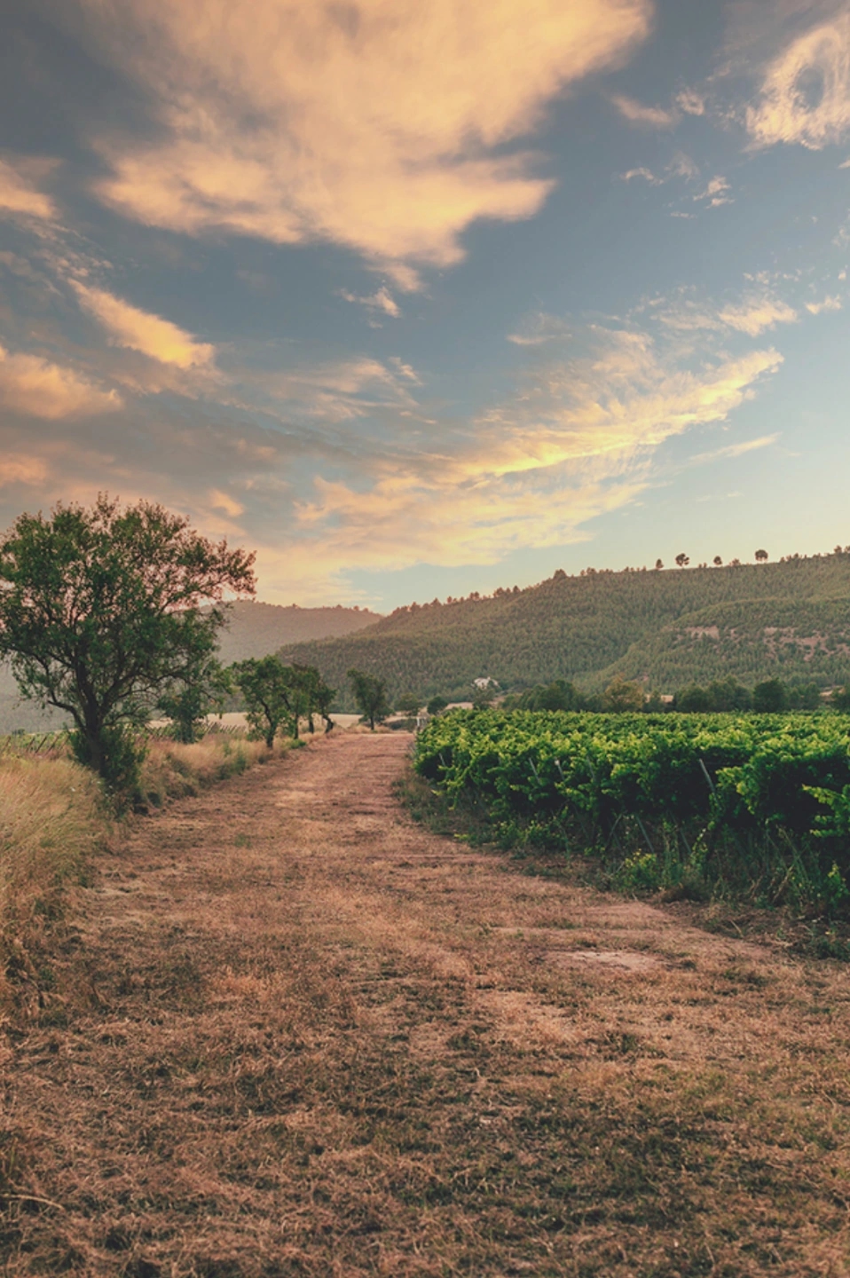 Viñedo de las bodegas Ramon Roqueta en DO Bages, Cataluña al atardecer.