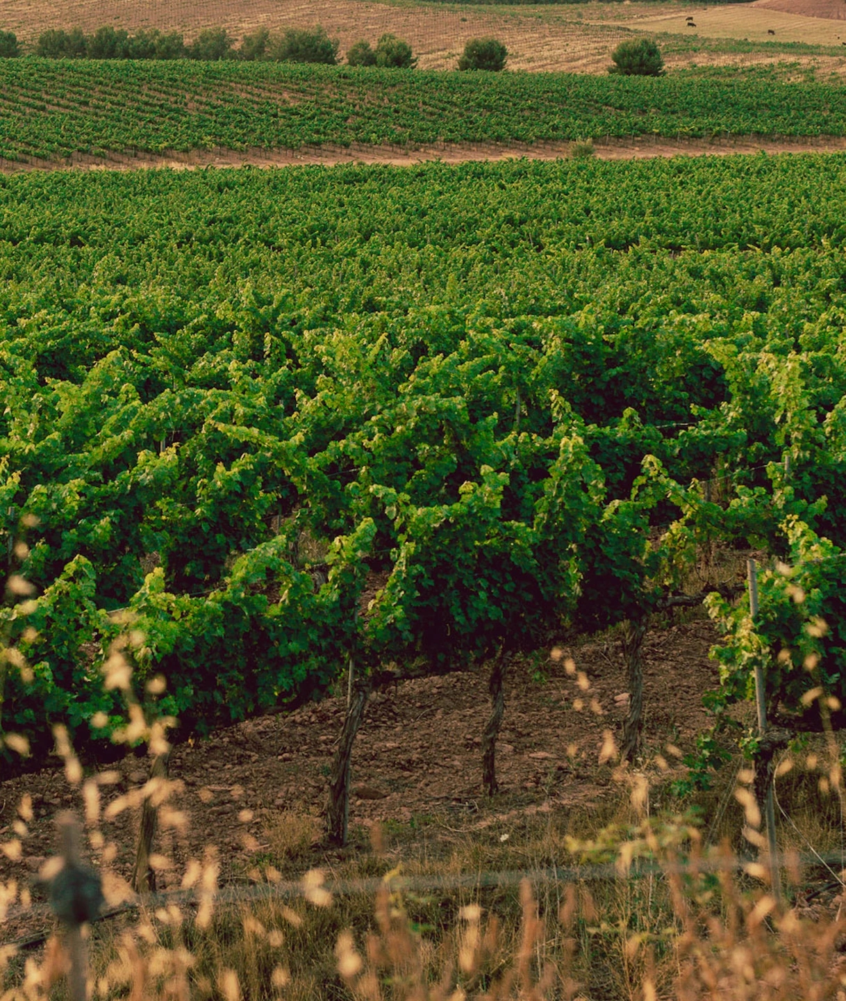fotografia en el viñedo de las bodegas Ramon Roqueta en DO Bages, Cataluña al atardecer.