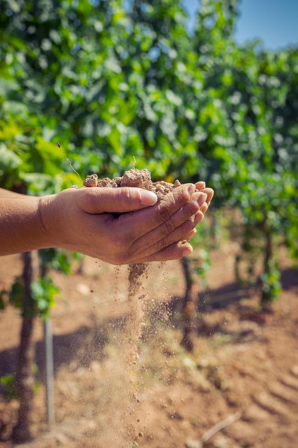 Mujer sujetando tierra fértil en el viñedo de las bodegas Ramon Roqueta en DO Bages, Cataluña al atardecer.