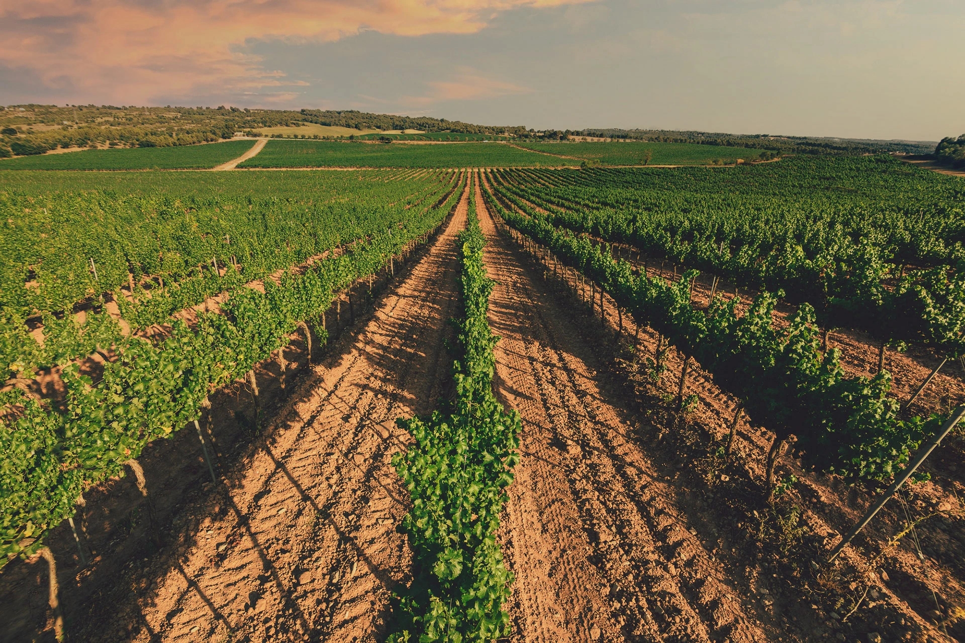 campo viñedo de las bodegas Ramon Roqueta en DO Bages, Cataluña al atardecer.